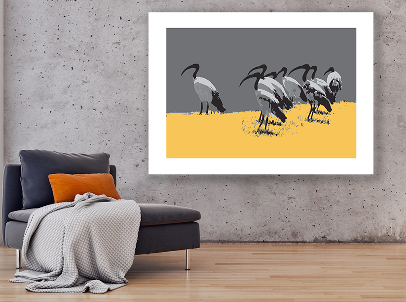 sacred ibis concretev